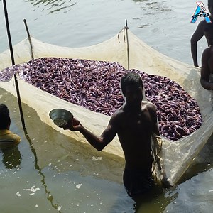 Hybrid Magur Fish Seed Suppliers - Farming Business #fishing #netfishing #fishseed | KADAL