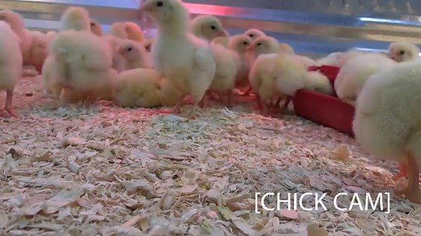 9.2K views · 48 reactions | Reporting from our Chick Cam at your local Runnings!These little guys and gals look happy and healthy and are ready to go to their new homes. Most stores are receiving shipments weekly, so stop in your local Runnings to purchase your chicks and poultry supplies! To find a store near you: https://www.runnings.com/storelocator #Runnings #RunningsStores #ChickDays #ChickWeek #babychicks | Runnings Stores | Facebook