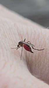 7.2K views · 31 reactions | Did you know that mosquitoes urinate while they feed on blood? This helps them avoid getting too full and allows them to get more nutrients from their meal. #washyourhands #takeashower #mosquito #nature #entomology | Savannah River Ecology Laboratory | Facebook