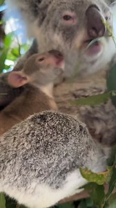 1.7K views · 61 reactions | Meet the animal mums of #paradisecountrygc 殺 From koalas to cows and marmosets, our mums are ready to celebrate with you this Sunday at Festival on the Farm!  Grab your tickets today! | Paradise Country - Gold Coast, Australia | Facebook