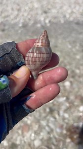 41K views · 1.2K reactions | Just love a pretty Banded Tulip. * * #tulip #tulips #bands #swfl #shell #shelling #shells #coastalliving #coastal #shoreline #seashore #islandfun #joinus #tripadvisor #tripadvisorcertificateofexcellence Video taken by Team Member Captain Colt | Reel Kind Fishing and Tours | Facebook