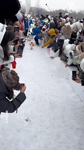 17K views · 111 reactions | Adorable penguins parade | Hungry Panda | Facebook