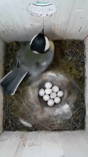 2.8K views · 51 reactions | Mesmerizing Time-Lapse of Great Tit's Egg Laying and Hatching Journey | Baby Bird Bites | Facebook