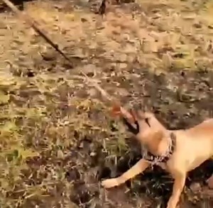 6.2K views · 177 reactions | SPRING POLE, 料料料 | TOP APBT WORLD | Facebook