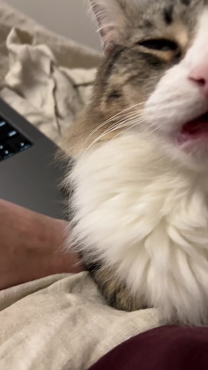 he will sleep in the most uncomfortable positions as long as hes sleeping on me ❤️#cat #catsoftiktok #fyp #cute #catcuddles