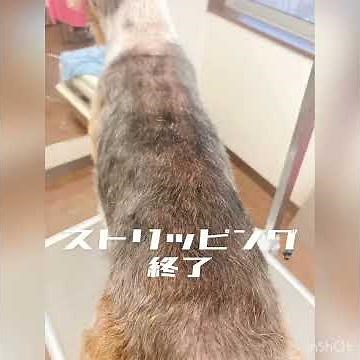 テリア プラッキング ストリッピングのやり方 抜き方 第2弾！