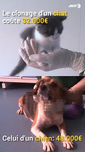 7.4K views · 78 reactions | Une entreprise pékinoise est parvenue à cloner un chat, une première en Chine où cette expérience pourrait constituer une avancée scientifique vers le clonage du panda, symbole mondial des espèces en danger #AFP | Agence France-Presse | Facebook