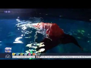 LA SIRENE DE L AQUARIUM DE PARIS