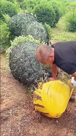Wrapping process of landscape tree roots