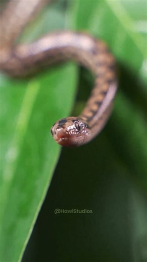 Snake hissing sitting on a plant #snake #leaf #nature #wildlife #reptile #beautiful #hiss HA99826 | HAWI Studios