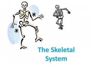 The Skeletal System - SlideServe
