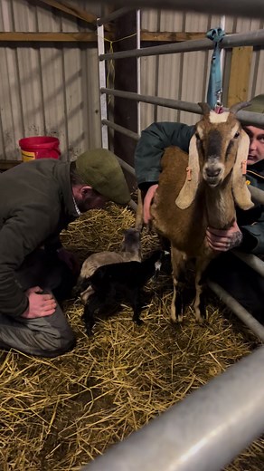 9.5K views · 130 reactions | The first milk is known as liquid gold as it contains colostrum. Even one teaspoon of this is so beneficial and will help protect the kids. So happy to see them searching for it. They’ve all been moved today to a quiet spot whilst they bond but will be back on show at for the weekend. #nubiangoats #babygoats #auchingarrich #newborn #loveanimals | Auchingarrich Wildlife Park | Facebook