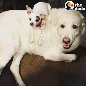 These two rescue dogs are proof that opposites attract ❤️ | The Dodo