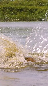 Monster Fish in POND! #fishing | Coastal WorldWide