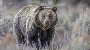 Killer grizzly found, shot by authorities