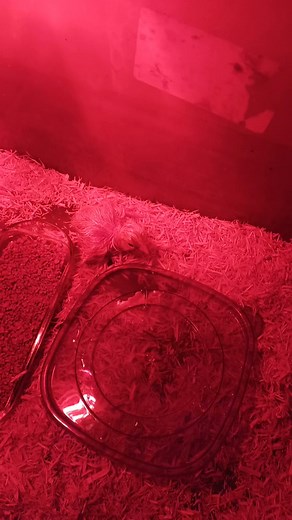 Michial Thompson on Reels