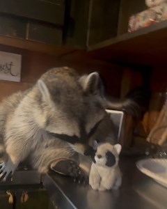 2.7K views · 77 reactions | Diddles Raccoon on Reels | Facebook