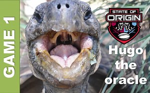 8.4K views · 263 reactions | There's only one thing that excites Keeper Dan more than reptiles and that's State of Origin! Watch as our resident oracle Hugo the tortoise predicts who will win tonight's game... Who will Hugo choose? Will he be right?? Only time will tell!! | Australian Reptile Park | Facebook