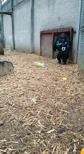 13K views · 58 reactions | Wales Ape and Monkey Sanctuary on Reels | Facebook