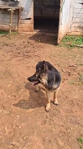 Grown Where Tigers Roam At Bagdara Farms, turmeric grows in the wild heart of Bandhavgarh Tiger Reserve. 🌿 Here, farming is survival—our crops share space with tigers, elephants, and leopards. 🐅🐘 Every jar carries the aura of this untamed jungle. That’s why our turmeric is not “expensive”—it’s rare, it’s wild, and it’s worth every bit. | Bagdara Farms
