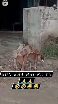 hot girl reaction on dog sex funny moments