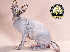In 1966 a domestic cat gave birth to a hairless kitten in Toronto...