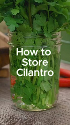 Sick of slimy cilantro? Me too! Now that I store it this way it lasts much longer. ⁣ ⁣ Works for homegrown and storebought cilantro | Angela Judd Garden