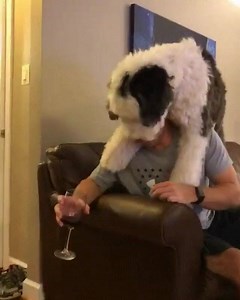 He's a real boozehound. | PetPlaygrounds