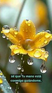 Oración De Gratitud 🙏. #GraciasDios. #OraciónDeGratitud #Dios