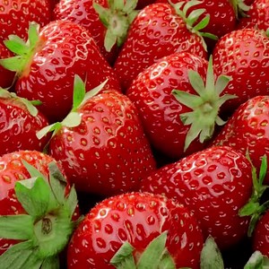 En el Sistema de nutrición Oster® ActiFit™ puedes preparar tus bebidas favoritas de manera fácil y rápida 🥤: 🍌 Mezcla las bebidas directamente en el vaso para llevarlas a todas partes 🥭 Vaso portátil de 600 ml libre de BPA 🍎 Tapa anti-derrame 🍓 Cuchilla trituradora de hielo 🍑 Diseño personal intuitivo y fácil de usar 🍍 Sin botones ni ranuras, es muy fácil de limpiar | Oster