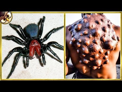 20 Most DEADLIEST Animals In The World