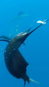 Hole in one! Epic stuff captured on film by @ShawnHeinrichs! "Sailfish are quite impressive hunters and really get your heart pumping when that sharp bill slices just inches away from your face." . . . . . #BDOutdoors #fisherman #angler #mexico #billfish #sailfish #marlin #sportfishing #baitball #predator #prey #predatorvsprey #feedingfrenzy #offshore #nature #ocean #underwater #underwatervideo #billfishfishing #fishinglife #fishingdaily | BD Outdoors