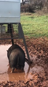 1.2K views · 28 reactions | Cletus, our resident potbelly pig, enjoying his mud hole yesterday morning. And, listen to those birds! | Fort Griffin State Historic Site | Facebook