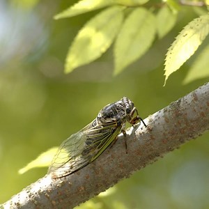 The sound of cicadas is something we associate with summer, but why and how do they make so much noise? 😲 Male cicadas create the loud buzzing noise to attract females. The unique pulsating sound is produced by a special organ called a tymbal, located on the abdomen of the males. They contract and relax these membranes rapidly to create their signature sound. Are you ready for warmer, longer days? 😎 #summer #summer2024 #funfact #trivia #didyouknow #texassummer #sciencemill #texas | Science Mil