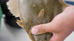 10 a.m. Sunday, February 27 on NBC Sports Boston, Andy Nabreski and Chris Megan hit the flounder grounds of Cape Cod with Bad Dog Sportfishing. | On The Water Magazine