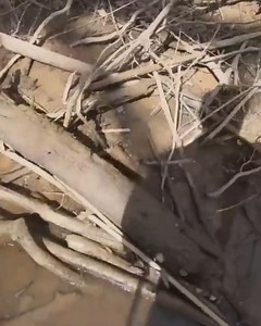 17K views · 388 reactions | Creek hunting right after a rain hits...