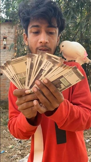 kabutar udakar paisa kamaya 🤩 #short #shorts #pigeontraning #pigeon #kabutar