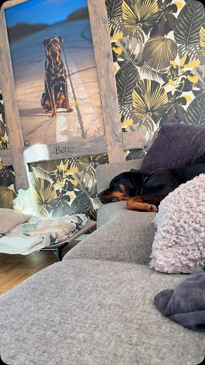 Hera fick verkligen träna på promenaden idag då det både var fotbollscup och hockeycup där vi gick 😂 lekande barn, bollar, människor på gångvägen, människor överallt, hon var super sugen att busa med Billy också men det gick super fint och även om hon inte är den som sticker iväg eller egentligen drar heller så känns de skönt med barmark så fötterna är stadig på jorden om de plötsligt skulle flyga förbi en boll tex 😜 | Emelie Isberg