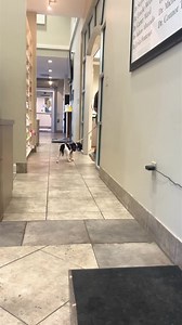 14K views · 630 reactions | Yesterday, sweet Baxter in Baton Rouge,...