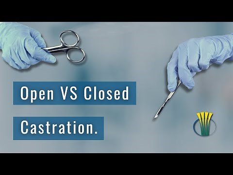 Open vs Closed Castration.