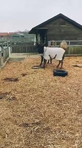 Though clearly very wise we must remember that Nipper is only 5 years old, and today he demonstrated his youthful spirit as he thoroughly enjoyed playing with his buddy Nero. This is particularly great to see as it shows that the bond is growing between the two friends. And for Donkeys, like us two-leggeds, that bond is incredibly important. Having jumped around and chased each other, Nipper took a moment to rest and reflect. He thought about how lucky he is to be able to physically show this fr