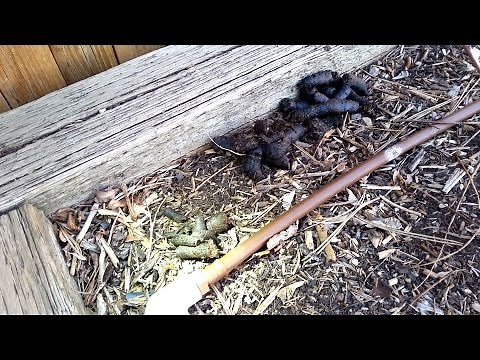 Raccoon Poop Waste Identification