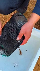 Pulling Up a Shrimp Trap with a Thin Rope Reveals an Amazing Catch #reels #fishing #viral #fishinglife #shrimp | Kawsaruzzaman Molla