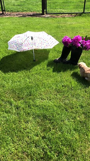 Let it Rayne! These adorable Rayne and Jefferson pups love to play, rain or shine! 🌧️☀️💦🌤️🐶❤️ #rayneandjefferson #bedrocklabradoodles #puppiesofinstagram #labradoodle #rainorshine #puppyplaytime | Bedrock Labradoodles