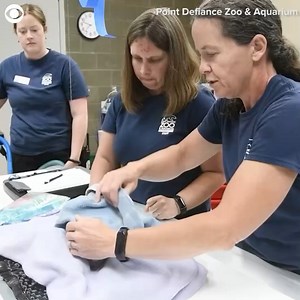 1.2K views | HEDGEHOG CHECK-UP: Kennedy the hedgehog received her annual wellness check-up at the Point Defiance Zoo and Aquarium in Tacoma, Washington, on July 28. In the recently released video, the zoo said the tiny hedgehog was put under anesthesia to receive an ultrasound, x-rays, dental check, eye exam, blood draw, and nail trim. The zoo added the four-year-old is doing well. | FOX 5 East Idaho | Facebook