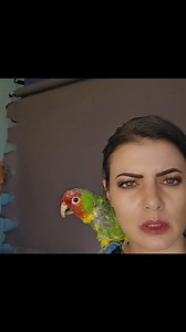 10K views · 218 reactions | My Mustache Parakeet COMPLETELY DESTROYED our filming room...! | Marlene Mc'Cohen | Facebook