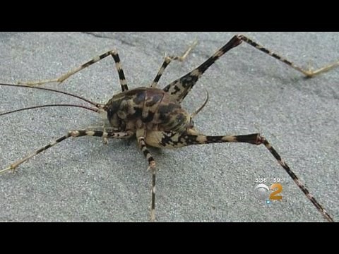 Camel Crickets Are Back