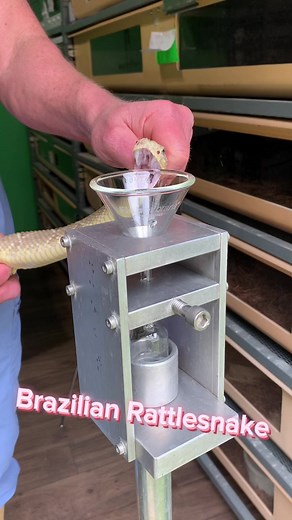 TWO extractions today! Brazilian #rattlesnake and #bushmaster. #venom #venomislife #reptile #snake #crotalus #lachesis #kyreptile #powellcountytourism #rrg #venomoussnake | Kentucky Reptile Zoo