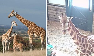 Giraffe feeds as it gets ready to give birth in the next weeks