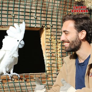 All’interno del nostro parco faunistico sono diverse le figure che si prendono cura tutti i giorni dei nostri ospiti pelosi, tra essi ci sono i keepers. 🌟 I nostri keepers sono il centro dinamico e pulsante del parco: si occupano sia dell’alimentazione e della pulizia degli animali che l’eventuale costruzione e ristrutturazione delle aree ad essi dedicate. 🛠️ Safari Ravenna mette al primo posto il benessere dei keepers e degli animali, per questo promuoviamo formazione e addestramento continuo